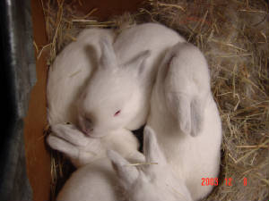 emilybunnies-13days006b.jpg