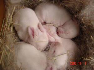 emilybunnies-6days009b.jpg